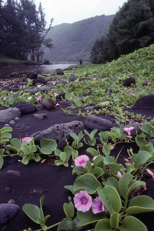 RWT 0002 T06-20 Hawaii.jpg